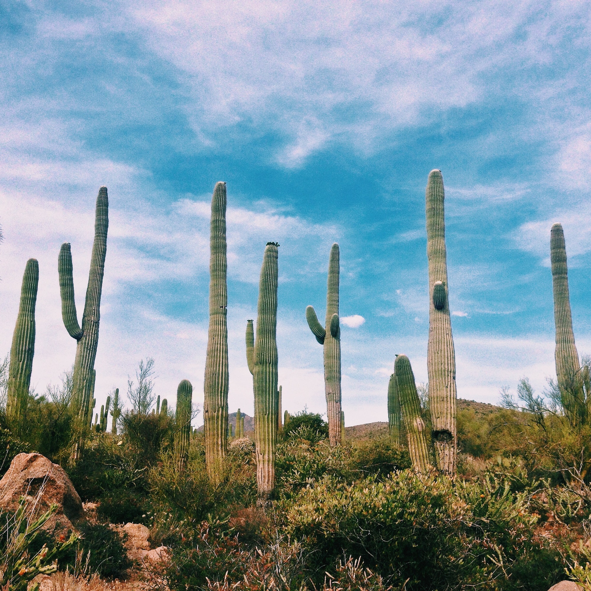 Saguaro Cactus in Arizona